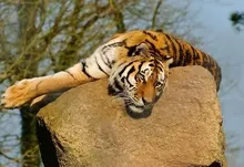 animals tigers Art HD Wallpaper
